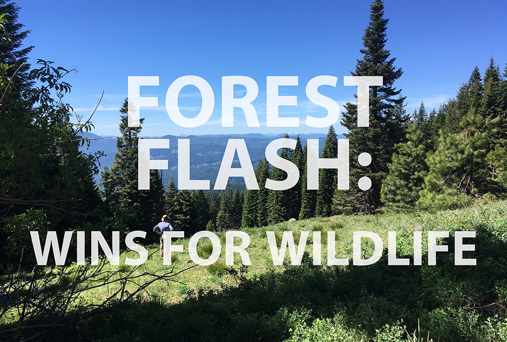 Forest Flash: Wins for Wildlife