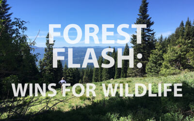 Forest Flash: Wins for Wildlife
