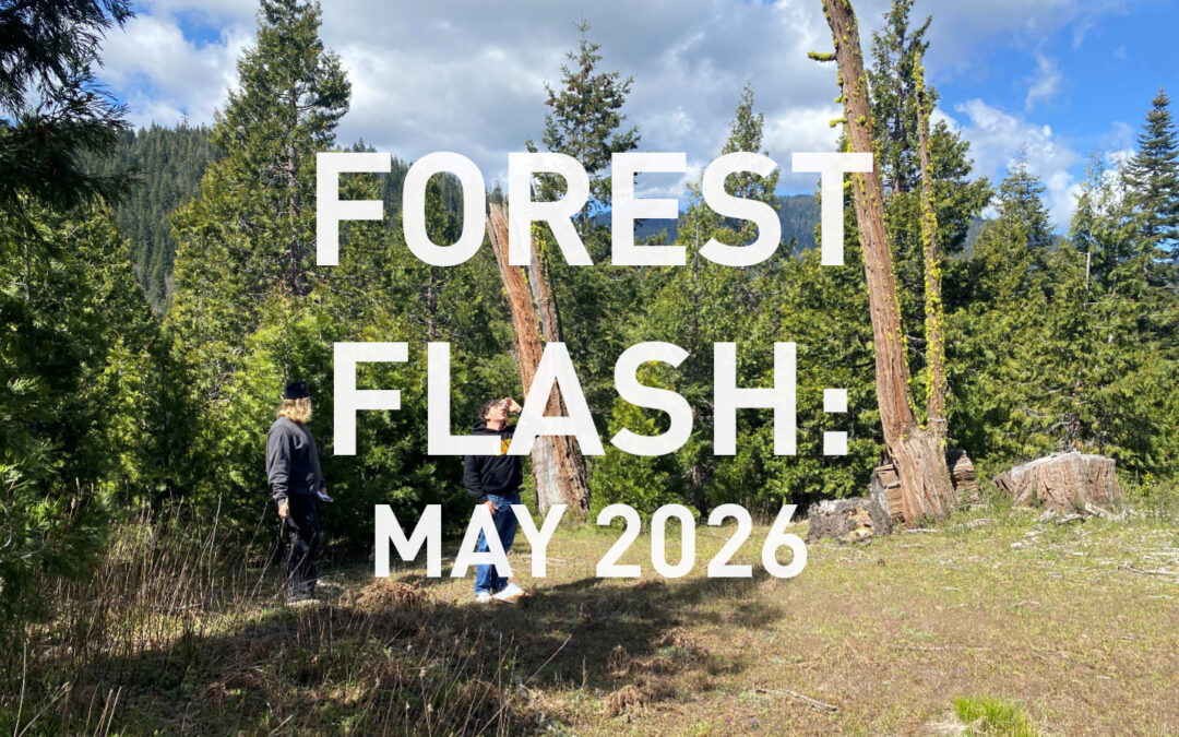 May 2026 Forest Flash