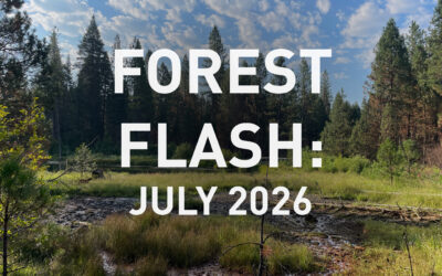 July Forest Flash 2026