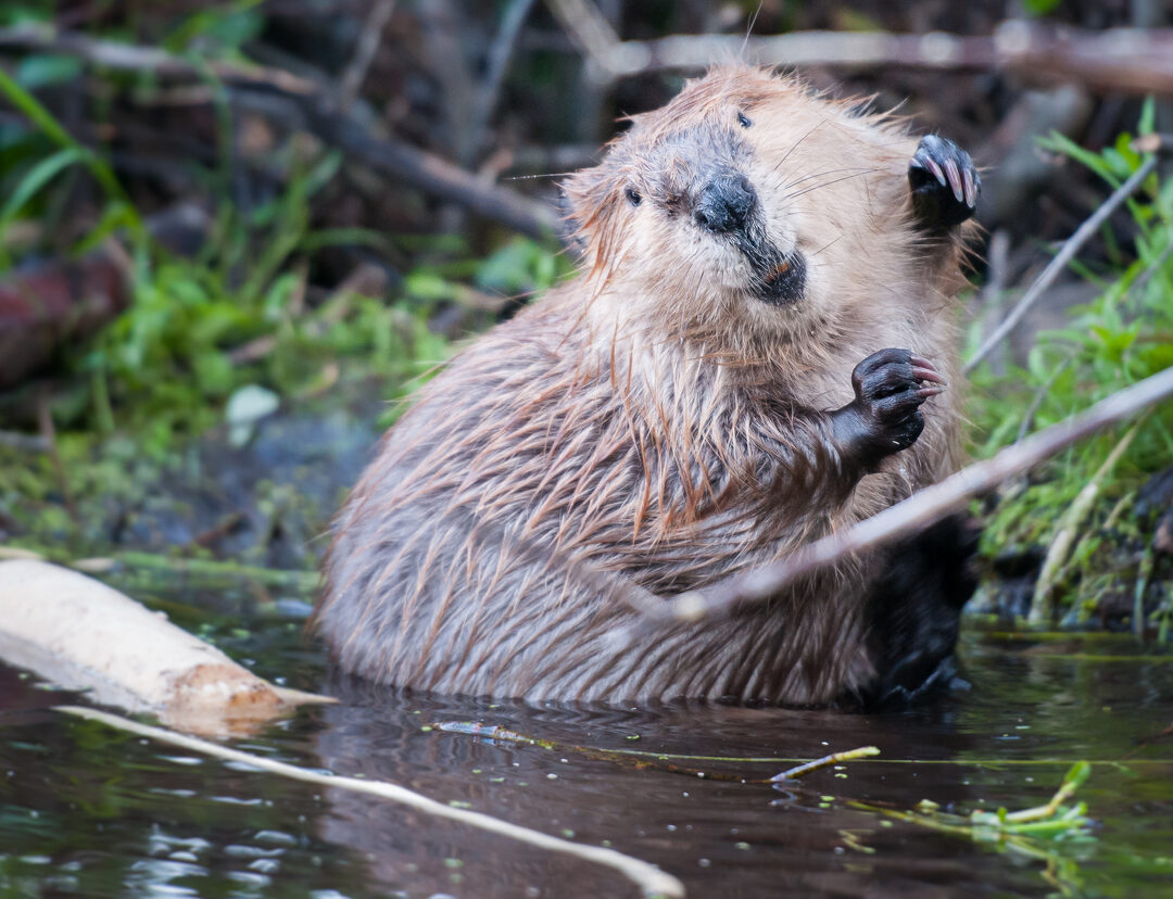 Beaver