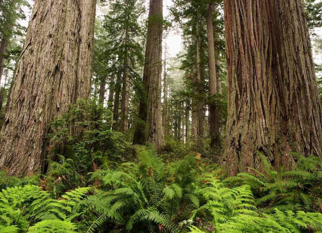 Redwoods in Fog